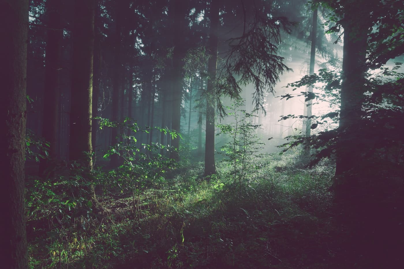 Dense pine forest on a mountain slope